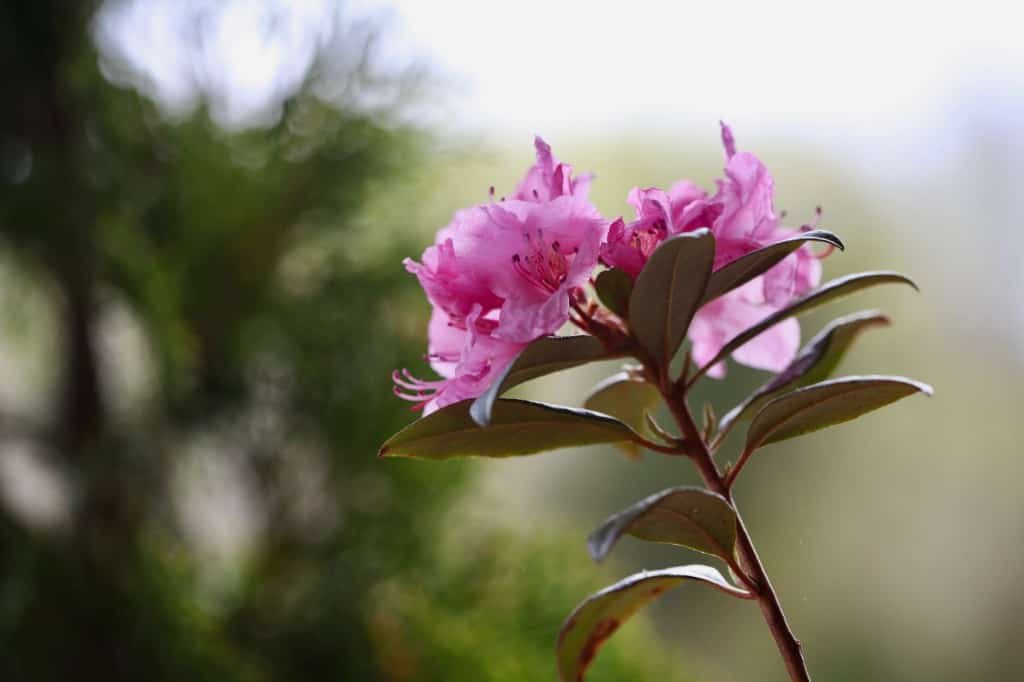 rhododendron stem with pink flowers and lateral shoots