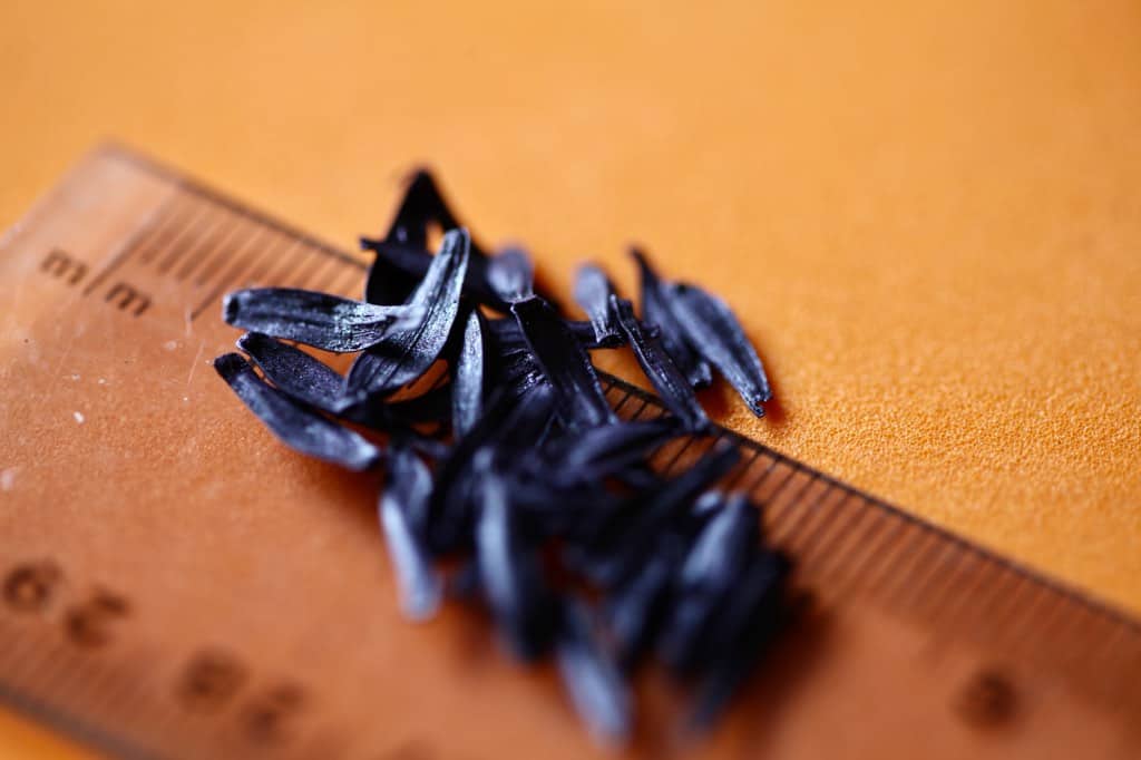 coated dahlia seeds from a seed packet, to plant