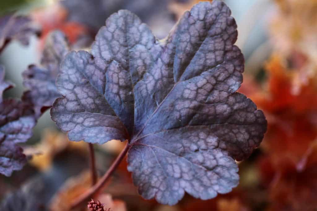 a burgundy coloured leaf with scalloped edging and veining