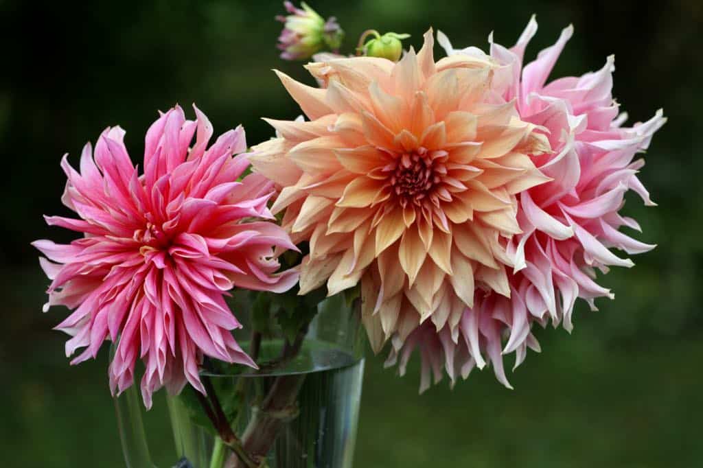 colourful dahlias in a jug of water