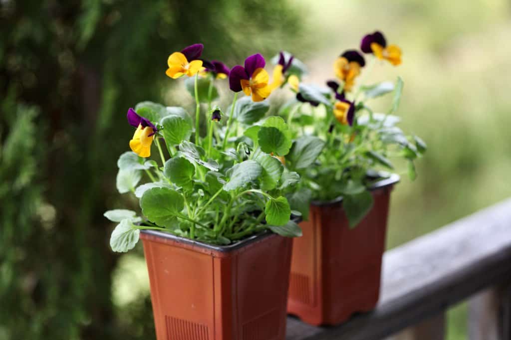 sorbet mix violas in small orange pots on a wooden railing