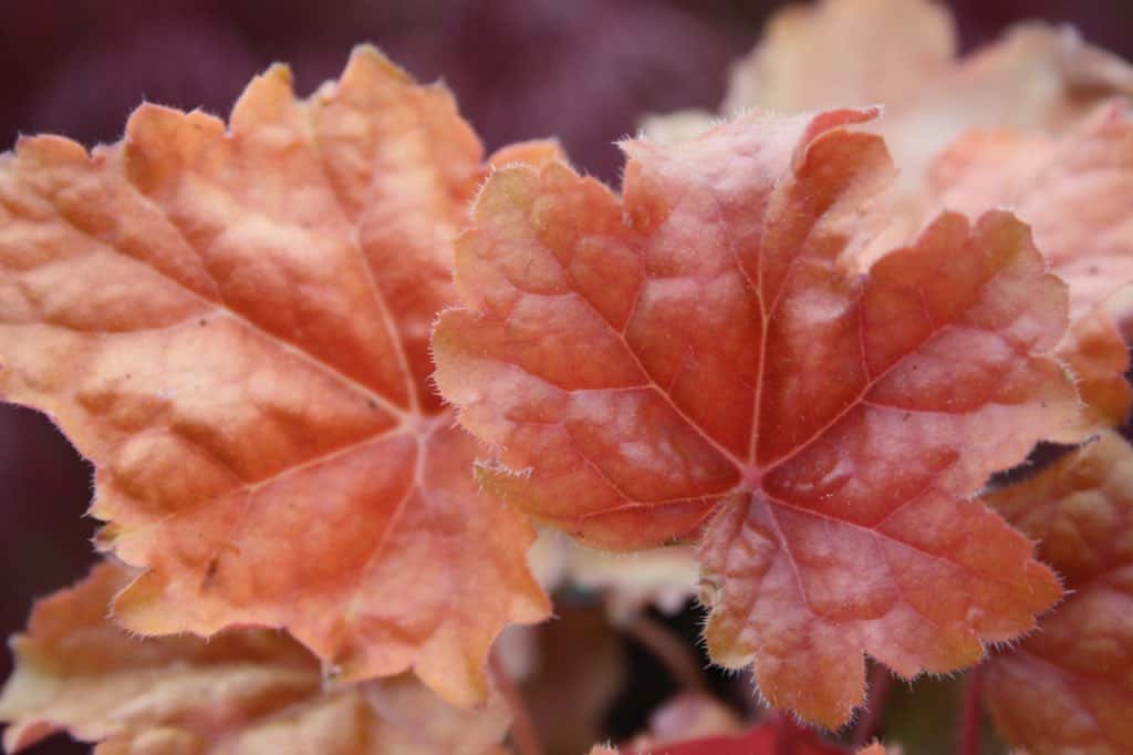 orange coral bell leaves