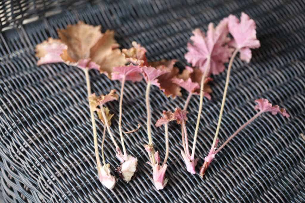 coral bell cuttings on a wicker chair seat, showing how to grow coral bells