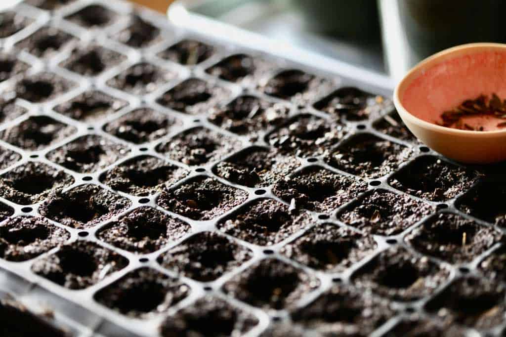 a 75 cell tray prepared to plant dahlia seeds 