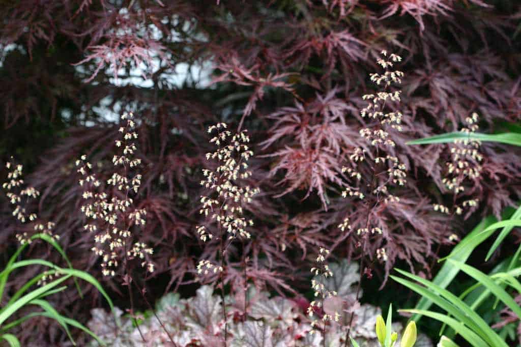 white stalks of airy coral bell flowers in the garden