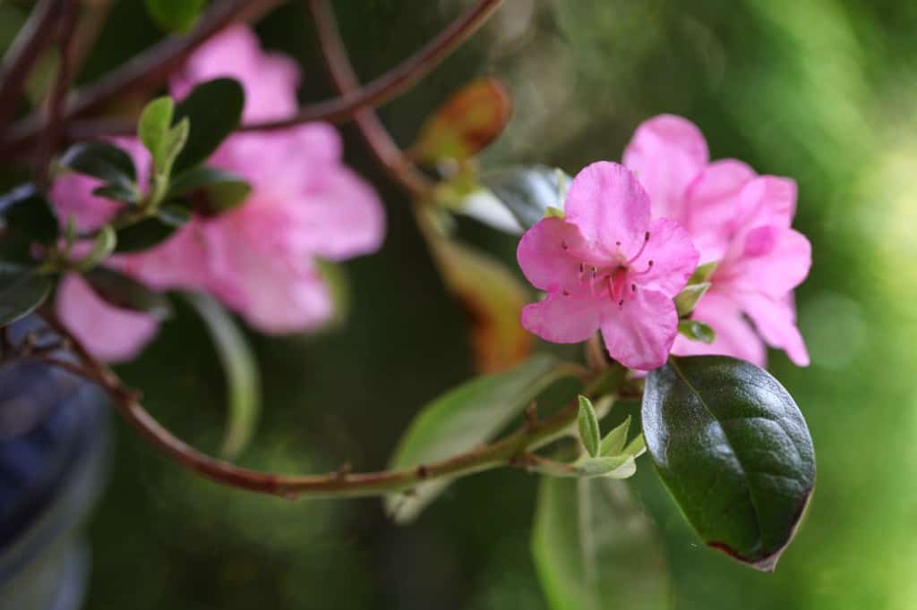 the best time of year to prune rhododendron is in spring after flowering- pink rhododendron flowers