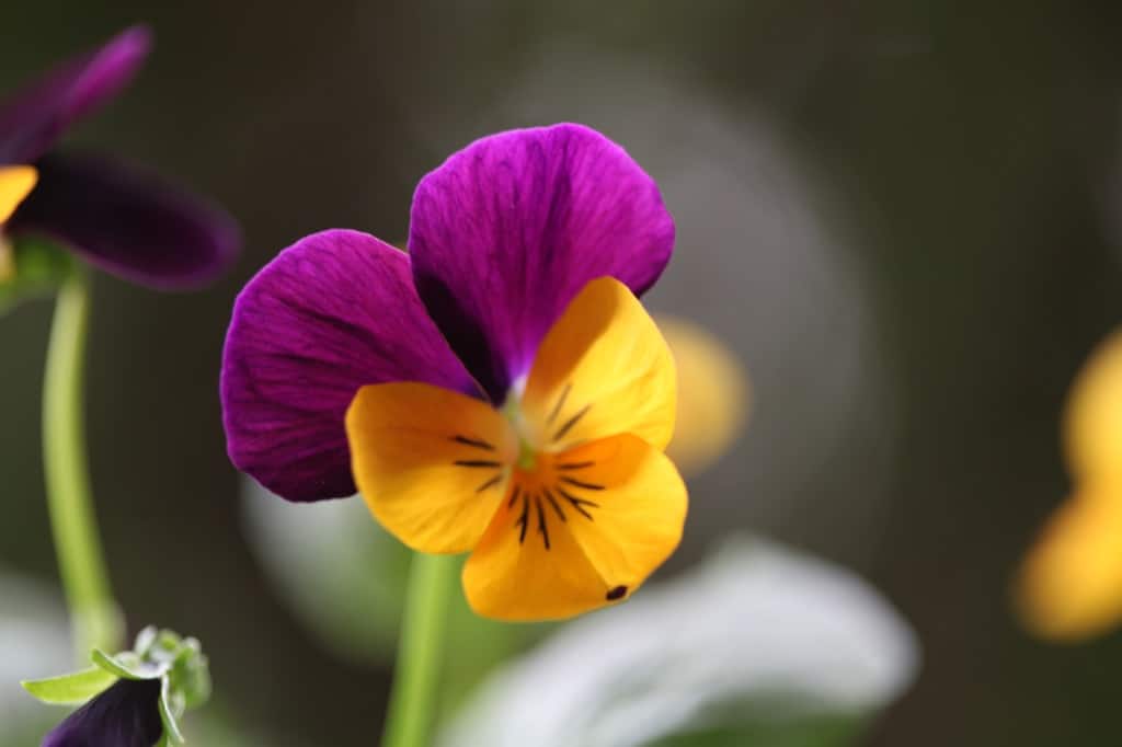 a viola flower in orange and purple