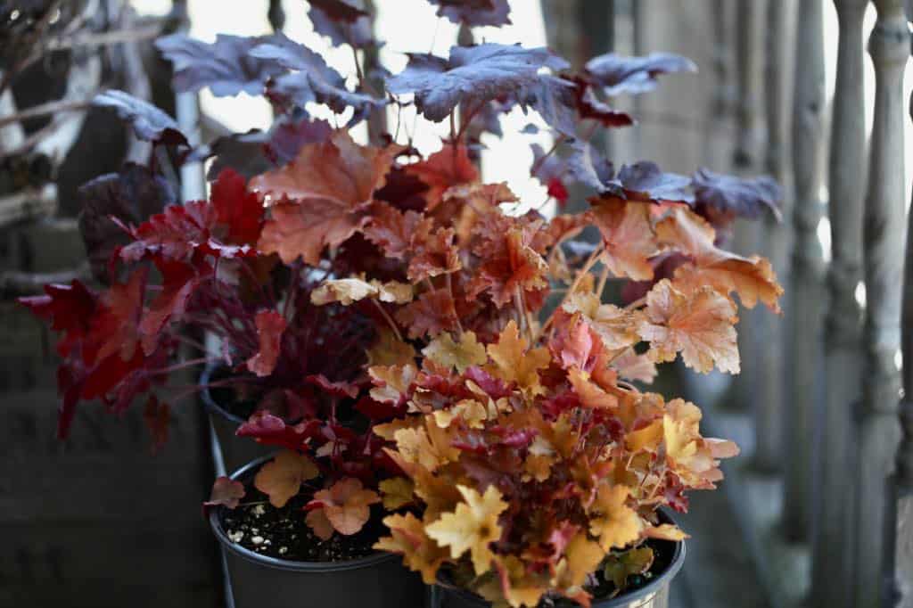 different coral bell plants lined up on a wooden bench, showing how to grow coral bells