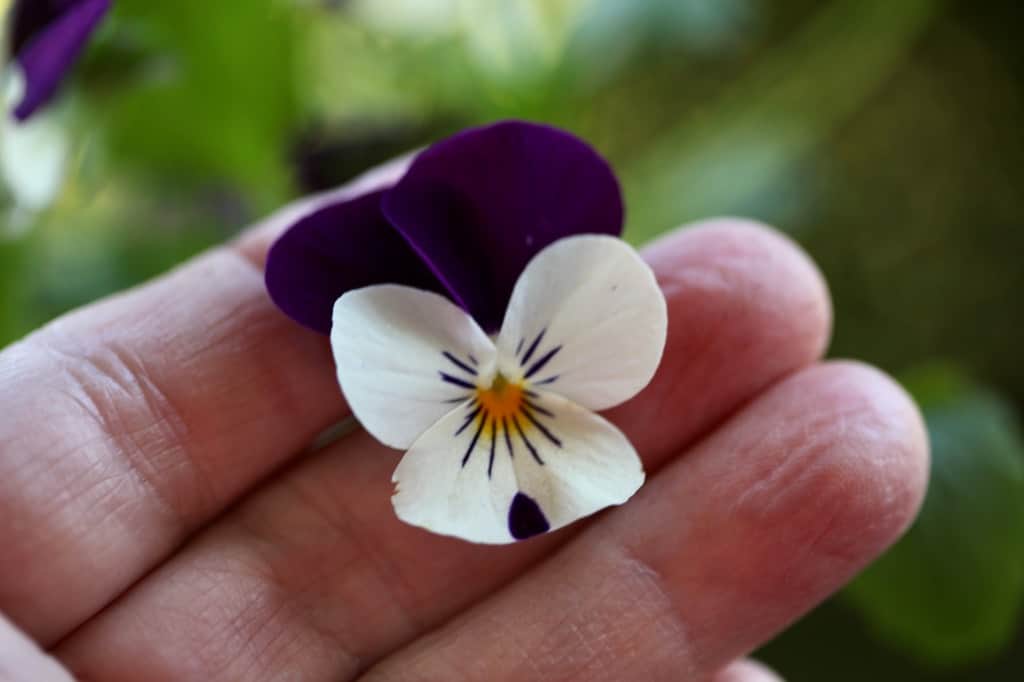 a hand holding a viola flower