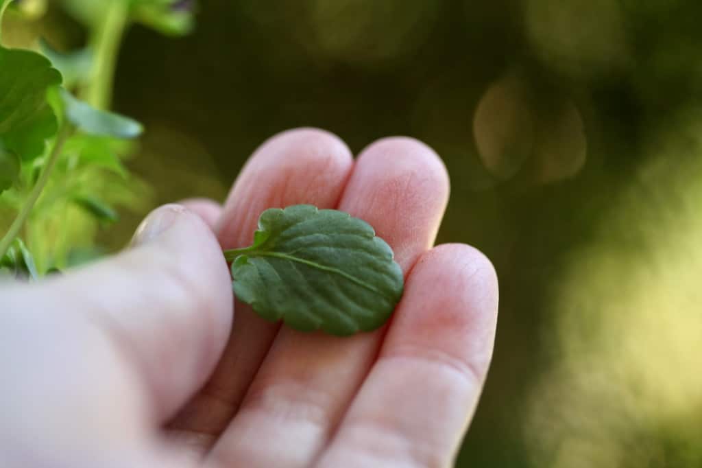 a hand holding a viola leaf