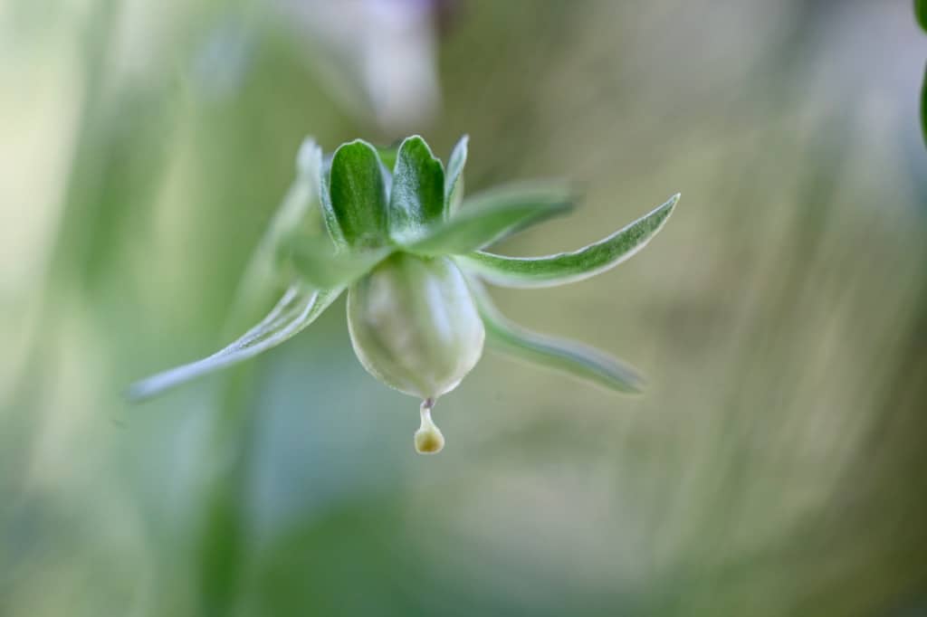 viola seed pod