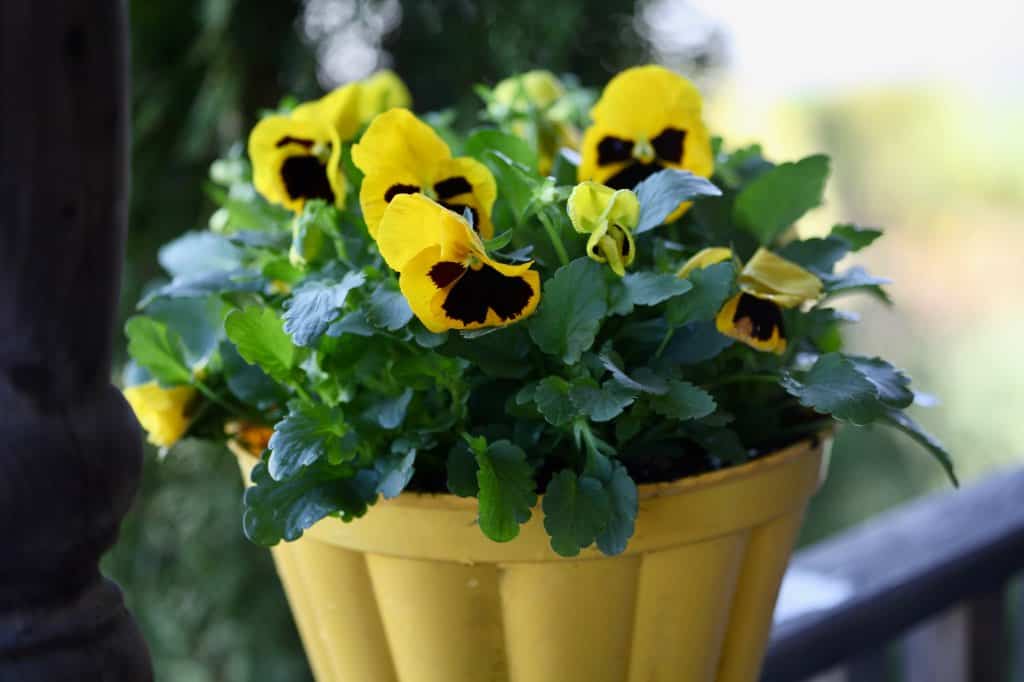 a yellow container with yellow potted pansies