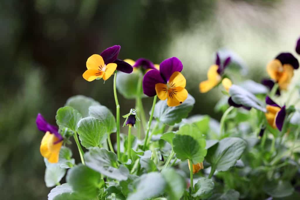 orange and purple violas, showing how to grow violas from seed