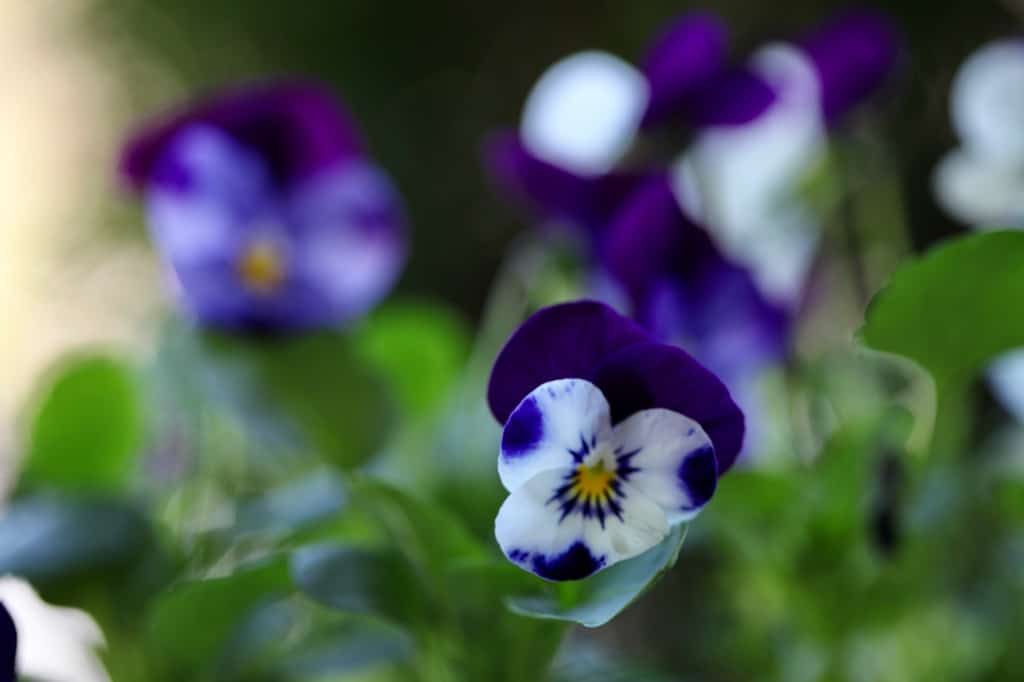 purple and white violas