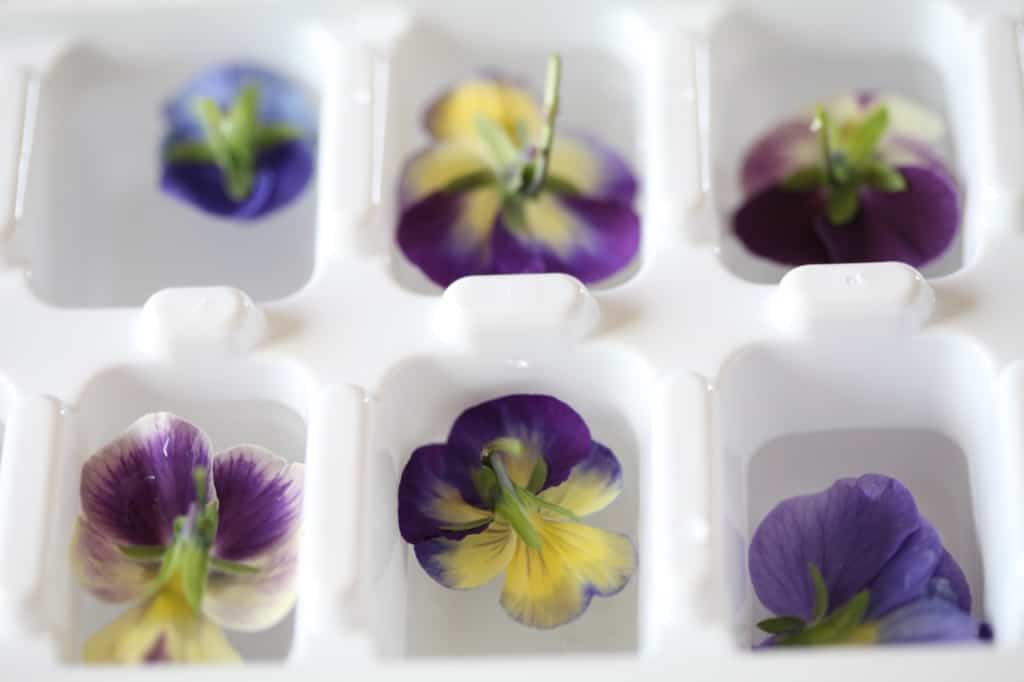 violas face down in an ice cube tray