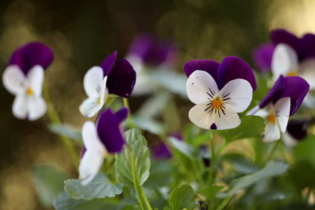 white and purple violas, showing how to grow violas from seed