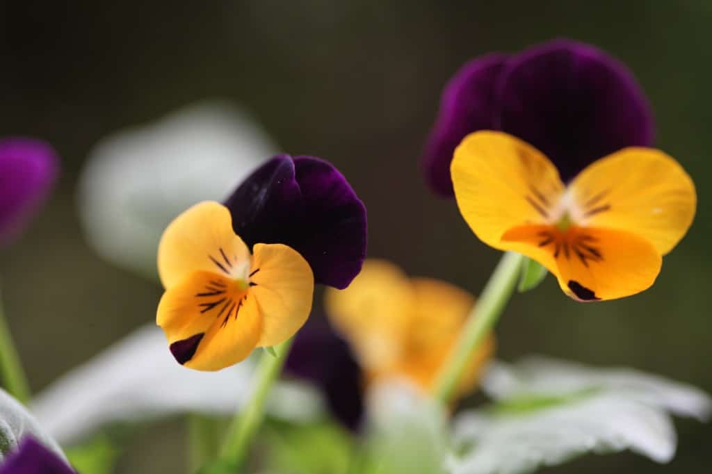 orange and. purple flowers, showing how to grow violas from seed