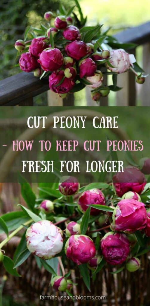 pinterest pin with two pictures of pink peonies