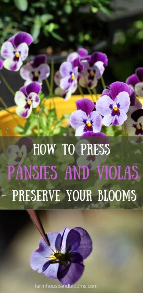 two pictures for a Pinterest pin, one of a pressed violet coloured pansy held with tweezers, and one of a yellow pot of white and purple violas