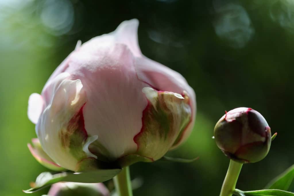 a peony bud in the marshmallow stage discussing cut peony care