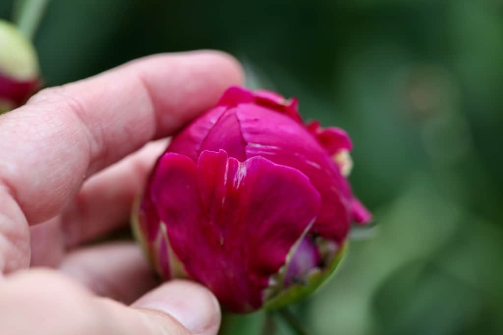 a hand holding a pink peony bud in the marshmallow stage , discussing cut peony care