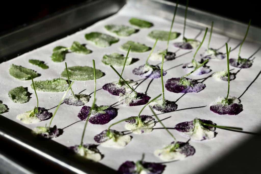 candied flowers drying on parchment paper