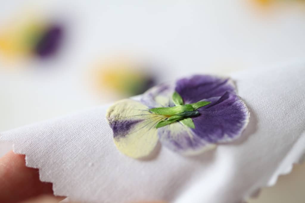 carefully peeling a microwave pressed pansy from the fabric