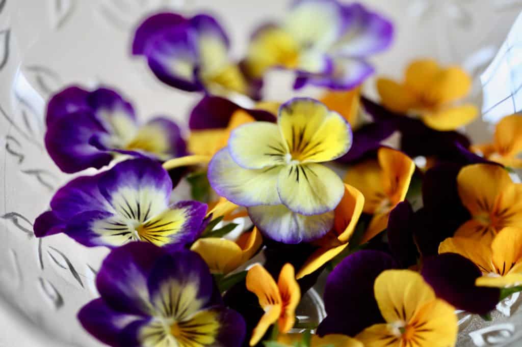 colourful pansy and viola flowers gathered in a bowl for pressing