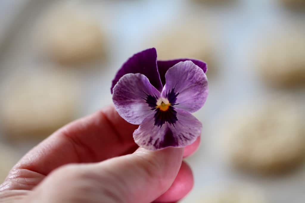 a hand holding up a purple pansy to decorate cookies with, cookies blurred in the background
