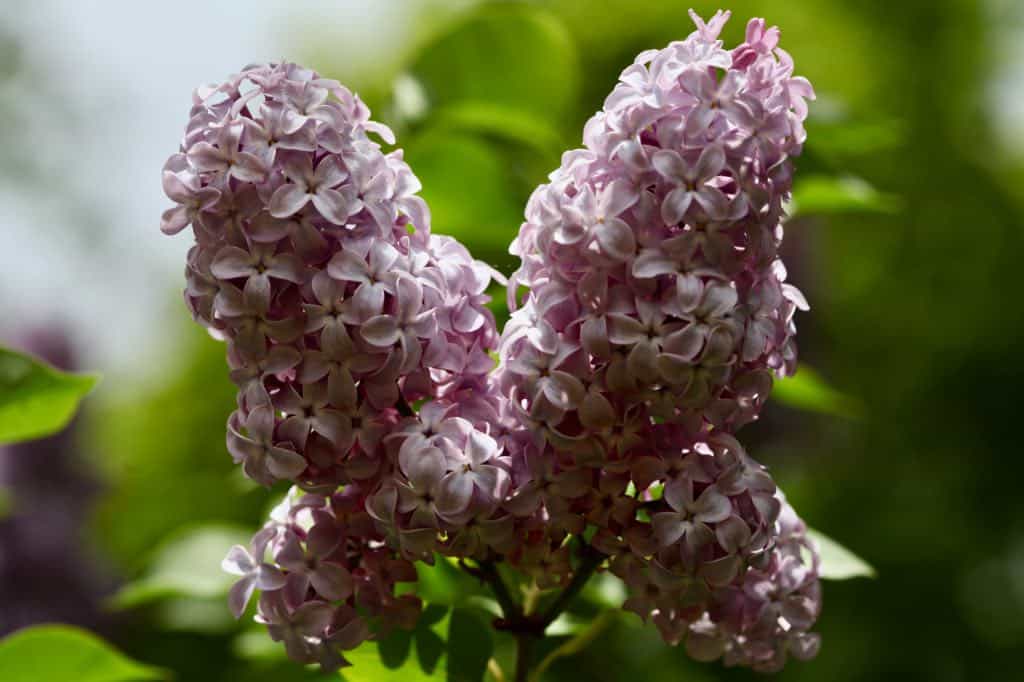 two common lilac blooms, discussing propagating lilacs from shoots