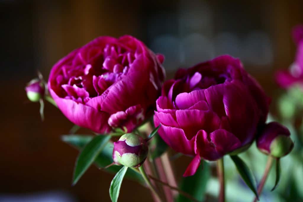 two pink peony flowers