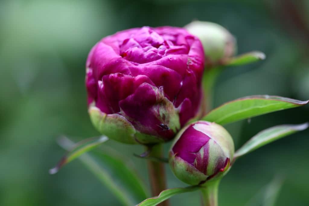 a pink peony in the marshmallow stage, discussing the right cut peony care