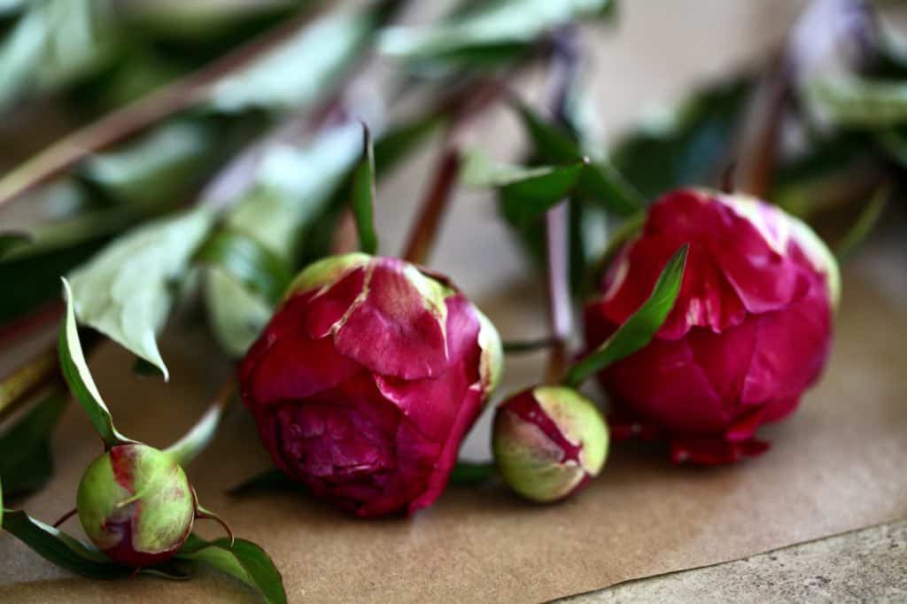 pink peony buds on Kraft paper