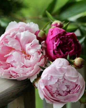 cut peonies on a wooden railing