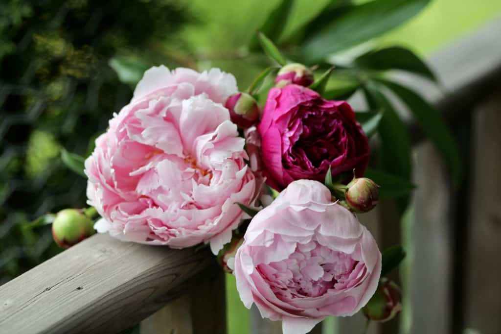 pink peonies on a wooden railing