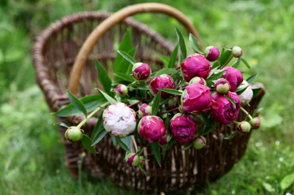 pink cut peonies in a wicker basket on grass