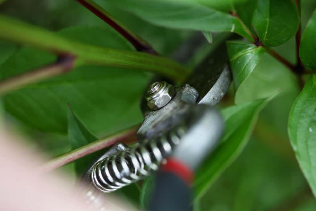 a pair of shears cutting a peony stem as part of cut peony care