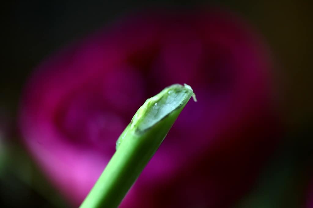 a peony stem cut on a diagonal for best cut peony care