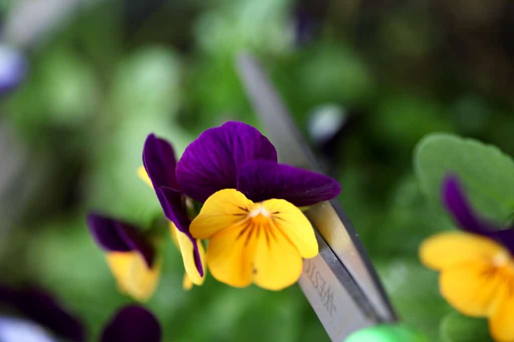 cutting orange and purple pansy flowers from a plant with a pair of scissors