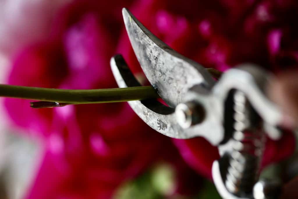 cutting a peony stem at an angle with a pair of shears