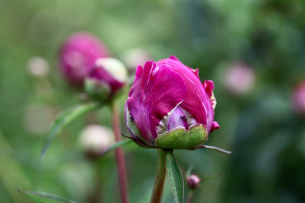 pink peony buds in the garden, discussing cut peony care