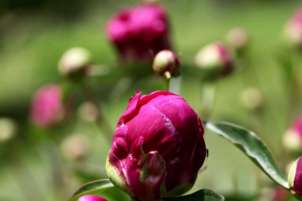 pink peonies in the marshmallow stage in the garden