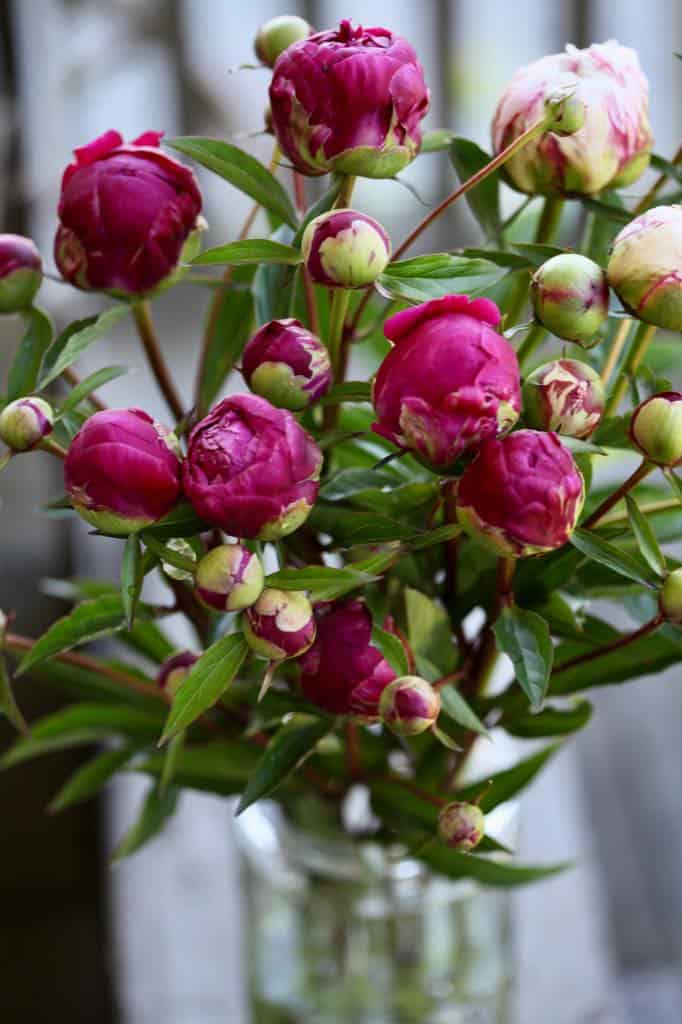 pink peonies in a vase of water