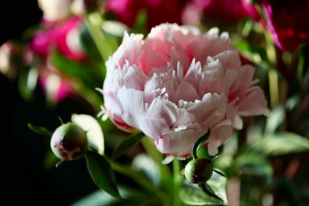 a pink peony flower