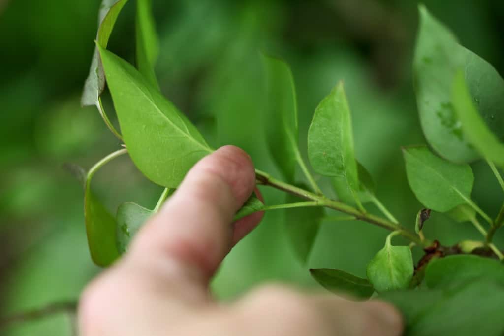 a hand holding fresh green lilac stem, showing how to grow lilacs from cuttings 