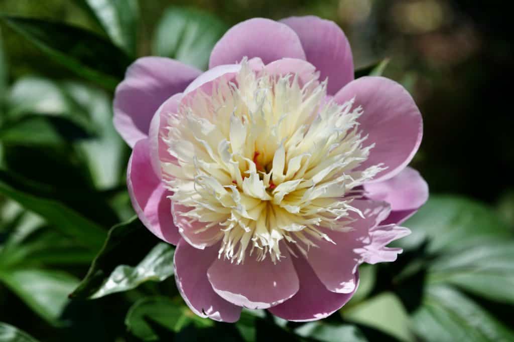 a fully open pink peony flower