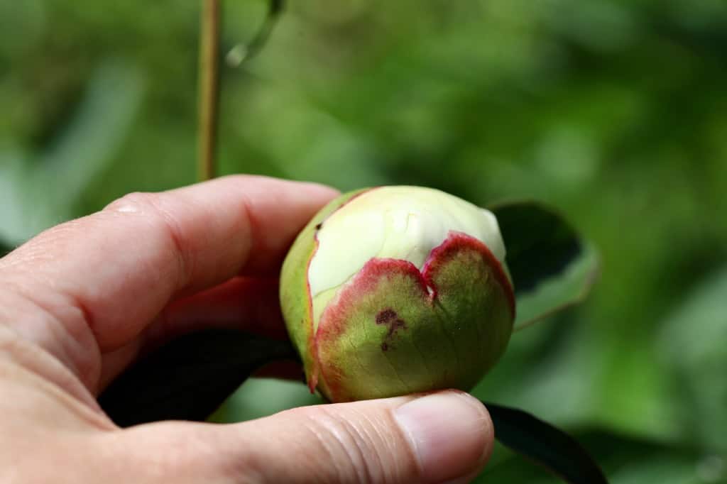 a hand holding a peony bud