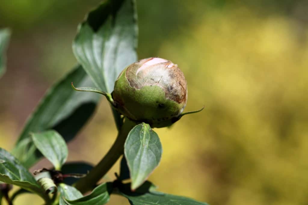 immature peony bud just stating to show some color against a blurred background