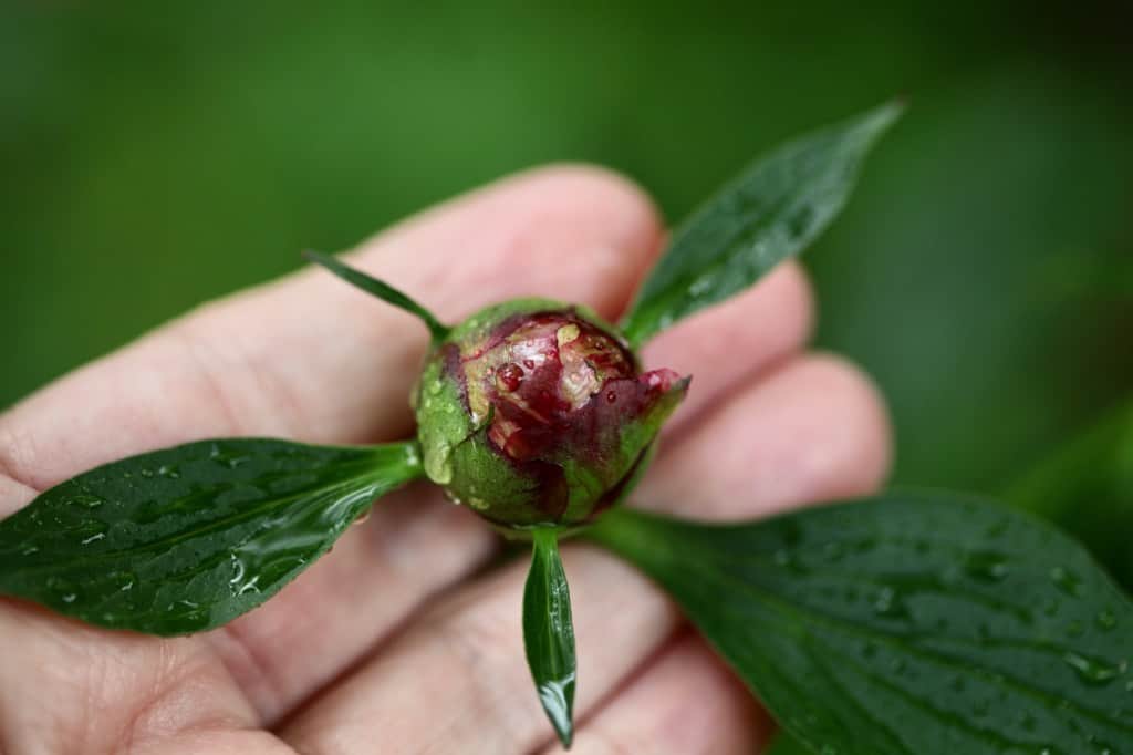 a hand golding an immature peony bud