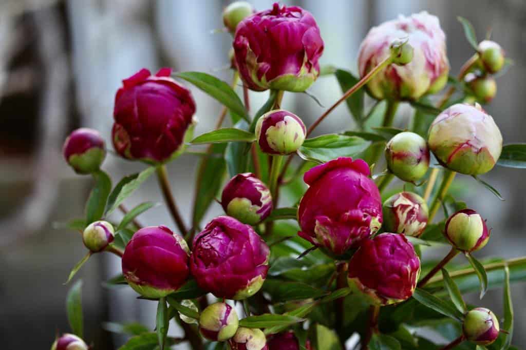 a bouquet of pink peony blooms